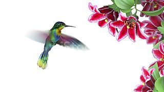 burung pleci