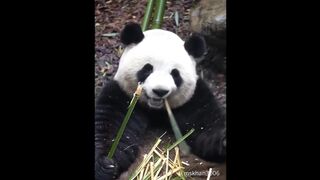 CUTE PANDA . FUNNY ANIMALS