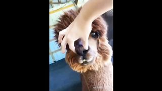 Funny baby animals moment caught on camera