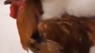 Vidéo les plus mignonne de TikTok (compilation)