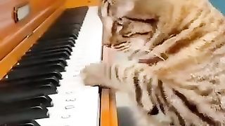 Best funny cats its amazing