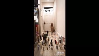 Best cats , cute and funny :p