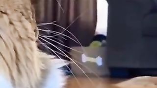 Best funny cats 2