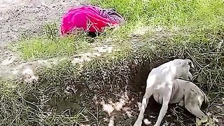 Funny video like 8