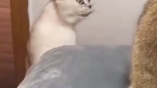 Compilation de vidéo TikTok d’animaux drôle