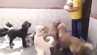 DOGS DISPLAY ON FOOD