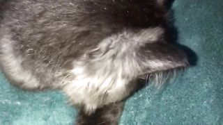 Funny cat video 5