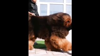Most hairiest Dog