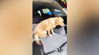 You Can't Stop Laughing At These Funny Dogs Videos ???? ???? | Pets Island