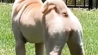 TIKTOK - Funny animals 15