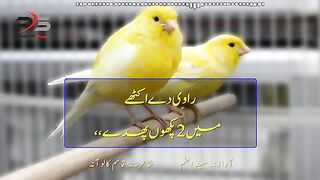 beautiful bird 2