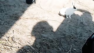 Rabbits again