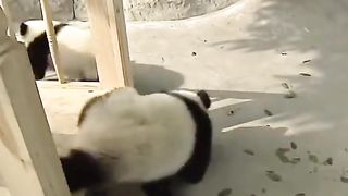 Cute Panda Funny Panda Moment