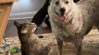 cat and dog 2