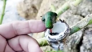 Hummingbirds Feeding Their Adorable Baby Birds. The Beauty of Life