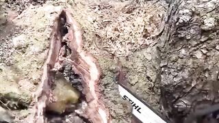 DN We found Liquid Gold in the center of a Tree, a natural delight.