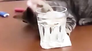 Top funny klip