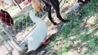 Impossible de ne pas rire, compilation animaux