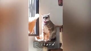 #Funny top. Dog vs Cat boxing????????????
