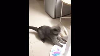 Compilation drôle d’animaux