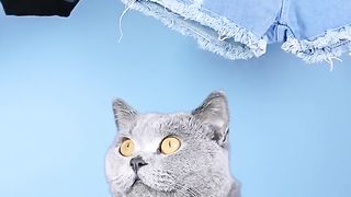 Let's Guess The Ending Of MAID CAT!????????| Funny Cat TikTok Challenge #funnycat #catsoftiktok #shorts Oscar's Funny World