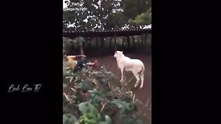 Compilation des vidéo les plus drôles de l’année???????????? #5