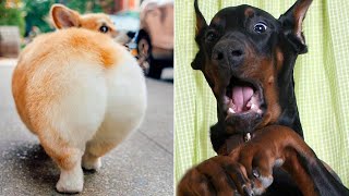 Funny Animal Videos That Are IMPOSSIBLE Not To Laugh At ????