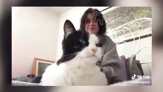 BEST DANK CAT MEMES COMPILATION OF 2020 PART 10 (from TikTok) 2