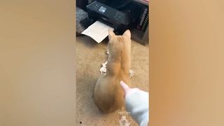 You will laugh within 13 sec with these funny pets