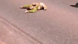 Preguiça com bebê atravessando a estrada