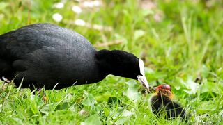 Animaux, si cute animals