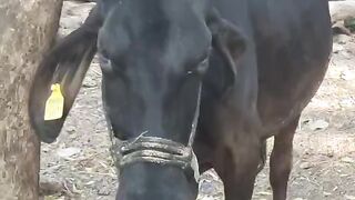 गाय/भेंस गम या चोरी हो जाये तो चुटकियों में पता लगाएं