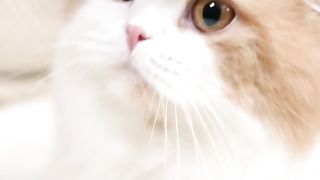 Boule de douceur ce petit chat so cute