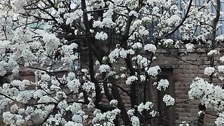 Blossom ????????????????????????????