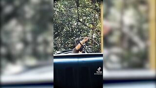Funny Tik Toks That Made Me Wheeze