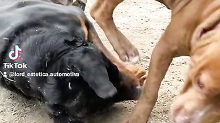 Rottweiler vs pitbull