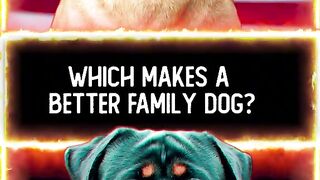 Qual melhor cachorro