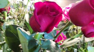 Watch and feel yourself among the fliwers