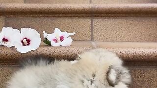 Adorable petit chien