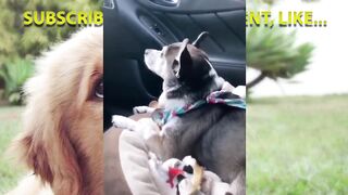 Compilation des animaux les plus drole de 2023