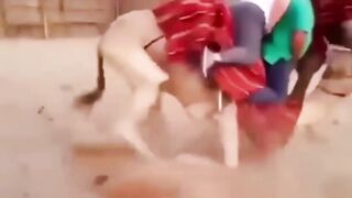 Try not to lought - Funny compilation