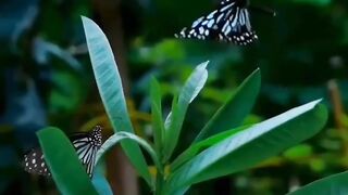 slow butterfly ????