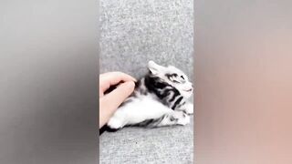 Funny animals compilation 2