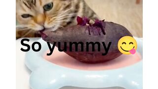 The best funniest animal videos 2023 | funny cat, dogs, animals ...