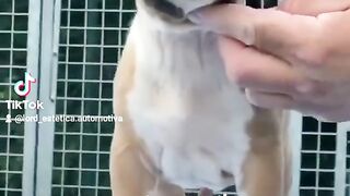 Pitbull monster