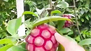 Fresh fruits