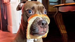 Funny Pets That Will Change Your Mood For Good 2