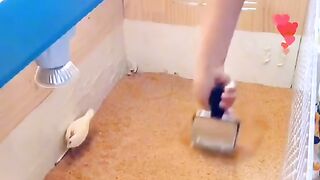 Quails Brooder.