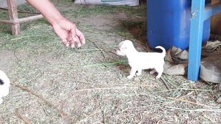 cute puppies playing /Funny puppy