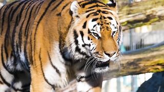 The tiger / fastest animal